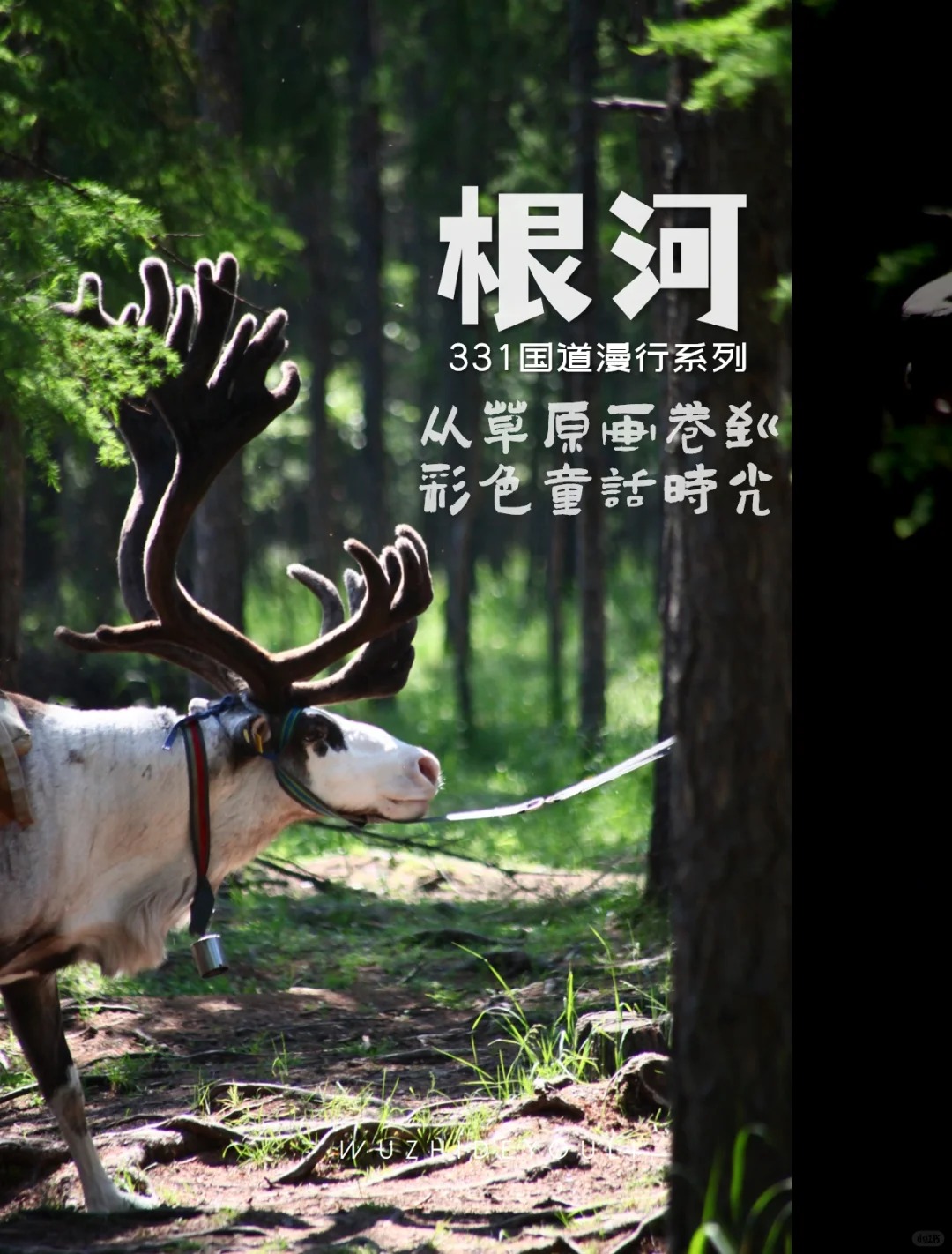 根河│驯鹿踏碎晨雾，鼓声撞响林海